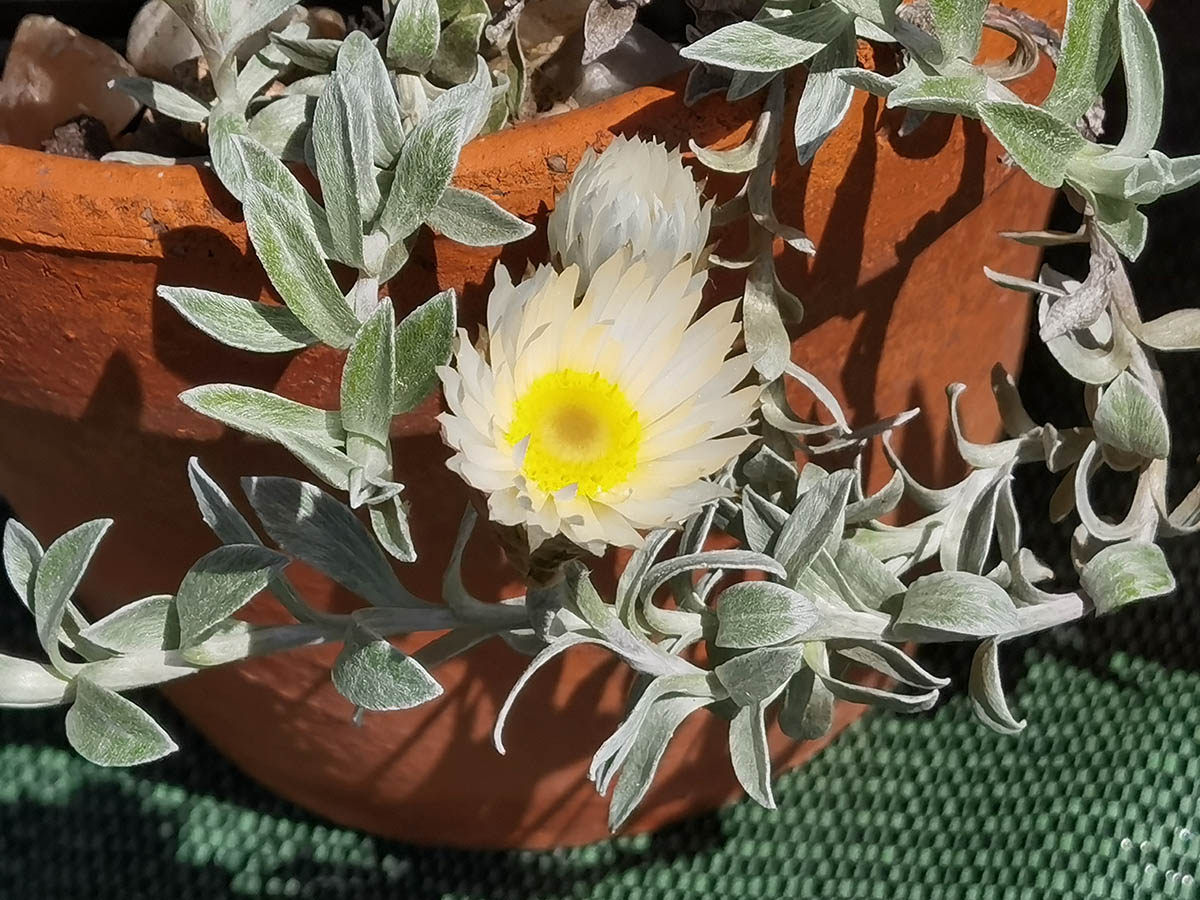 Helichrysum retortum